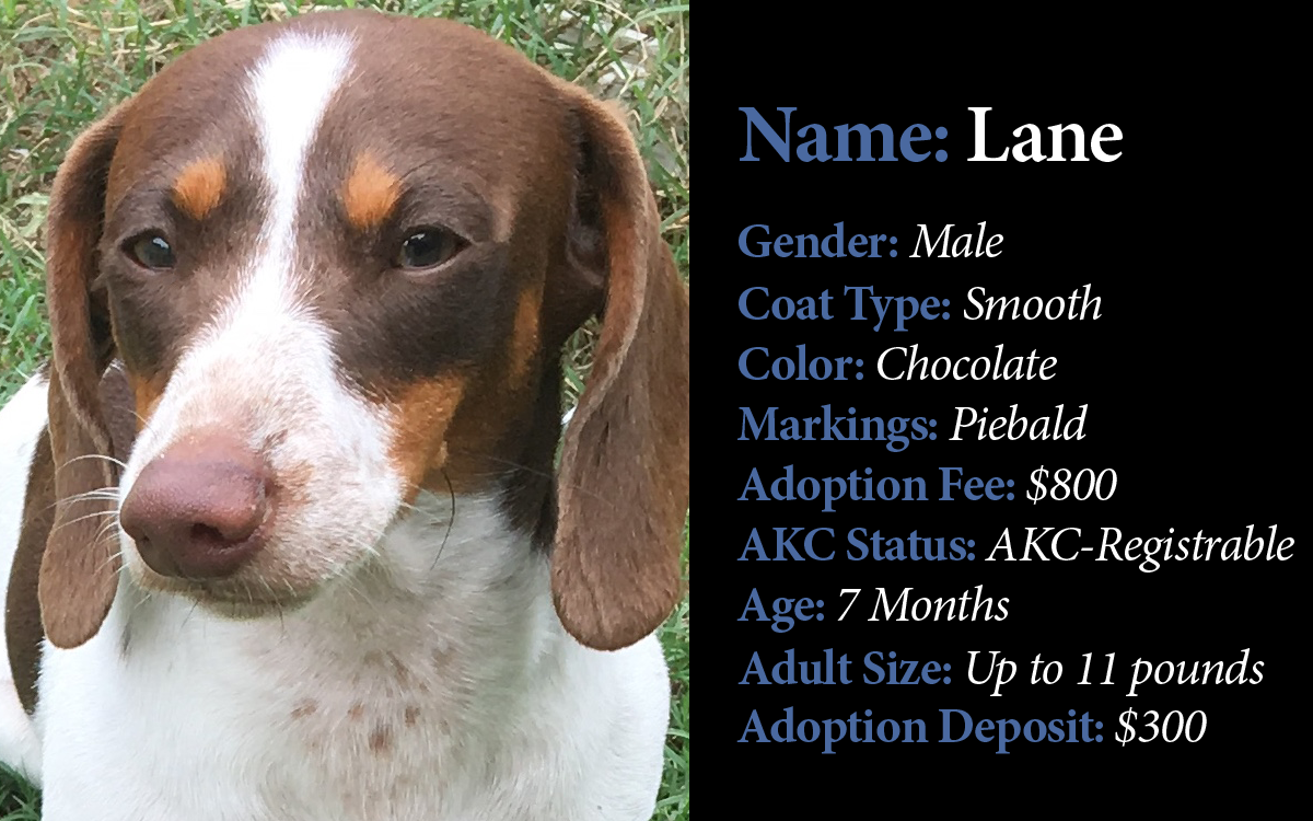 Adoptable Older Puppies-Two-MASTER — Dachshunds Unlimited